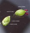  Spikelets